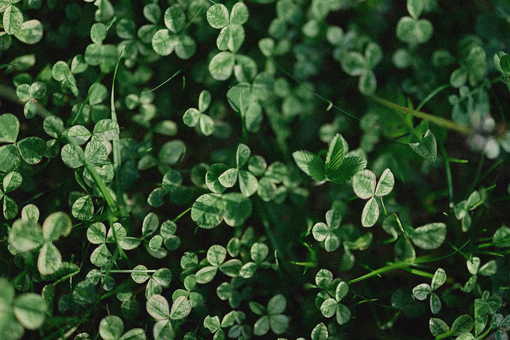 Close-up of clover leaves