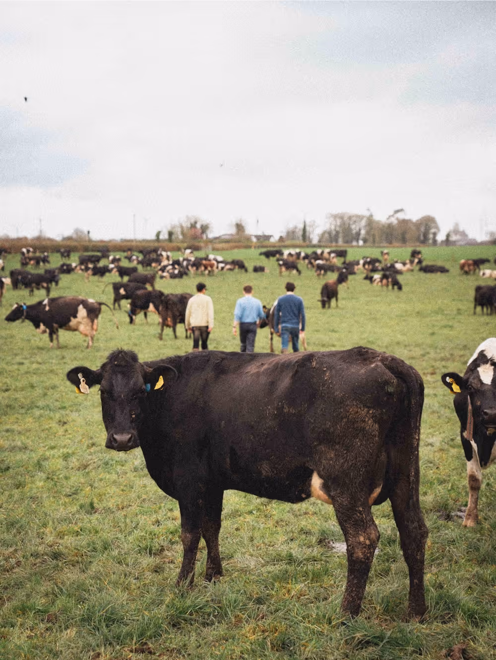 A dairy cow in a field