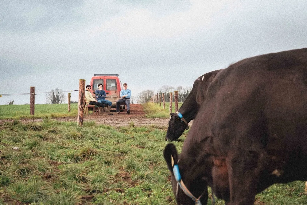 A dairy cow at a farm, with a tractor behind