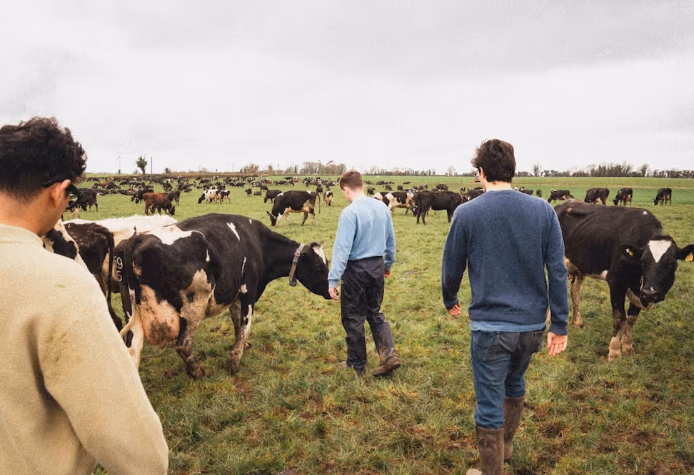 The Daisy team walking among dairy cows in a field