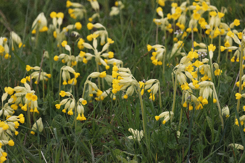 Yellow wildflowers in a meadow
